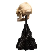 Weta Workshop The Lord of the Rings Skull of Lurtz Miniature Statue - Görsel 4