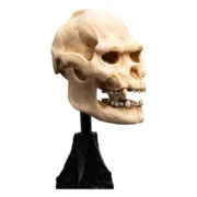 Weta Workshop The Lord of the Rings Skull of Lurtz Miniature Statue - Görsel 3
